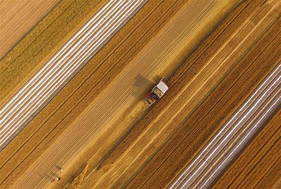 A reaper harvests wheat in the fields at Dongjiazhuang Village of Pingyi County in Linyi City, east China's Shandong Province, June 3, 2018.  (Xinhua/Wu Jiquan)