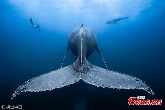 Breathtaking underwater photographs