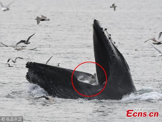 Huge humpback whale releases seagulls caught in its mouth