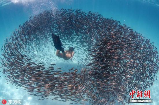 Free divers swimming into school of parrot fish