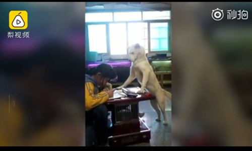 A dog is supervising a girl to do her homework. (Screenshot photo/Pear Video)
