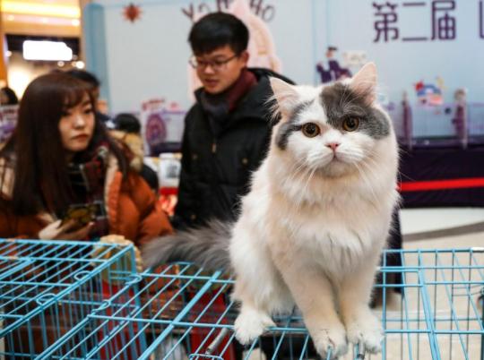 Aoshima, the Japanese island taken over by cats - Headlines, features,  photo and videos from , china, news, chinanews, ecns