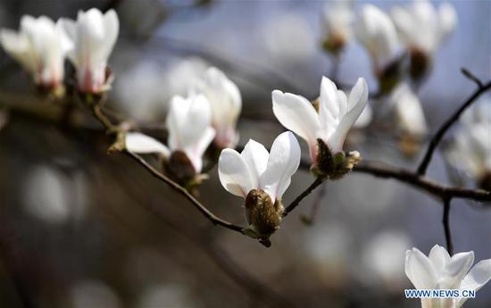 Magnolia flowers bloom as spring comes