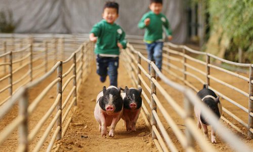 Two children chase pigs at Jiangjun agricultural ecological park in Dalian, northeast China's Liaoning Province, Dec. 9, 2017. (Photo/Xinhua)