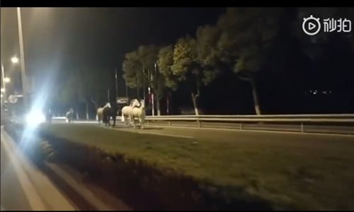 Horses run on the road in Shanghai on March 18. (Photo/China News Service)