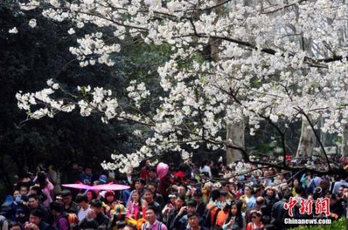 Cherry blossoms on the campus of Wuhan University attract crowds of visitors. (File photo/China News Service)