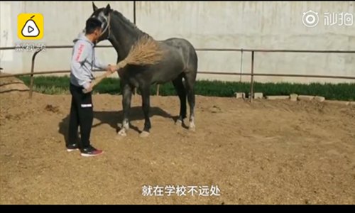 The university student is taking care of his horse.  (Screenshot photo/Pear Video)

