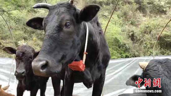 Photo shows the neck of the cattle of Lai Jun attached a fist-sized tracking device. (Photo/China News Service)