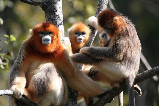 A female golden snub-­nosed monkey holds her baby at Shennongjia, Hubei province. (PROVIDED TO CHINA DAILY)