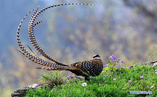 Reeves's pheasants seen in Guangshui, central China's Hubei