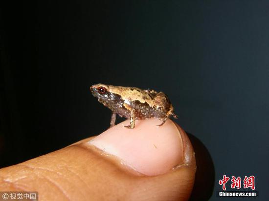 Meet 'Mini mum', one of the world's smallest frogs