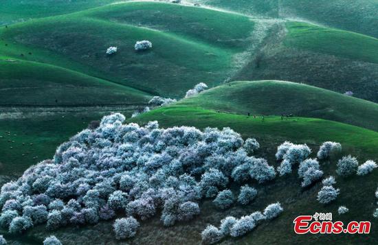 Xinjiang's Peach Blossom Valley in full bloom