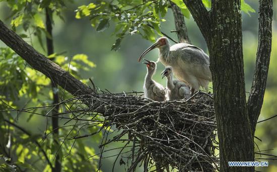 File photo: A crested ibis feeds nestlings at Tianling Village of Yangxian County in Hanzhong City, northwest China's Shaanxi Province, June 2, 2018. (Photo/Xinhua)