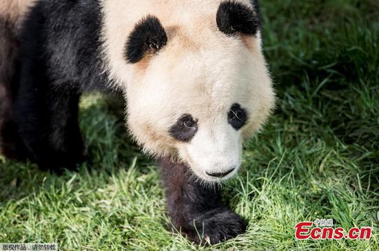 Photo taken on April 10, 2019 at Copenhagen's zoo shows the panda named Xing Er at an enclosure during the official presentation to the press of two pandas recently arrived from China. (Photo/Agencies)