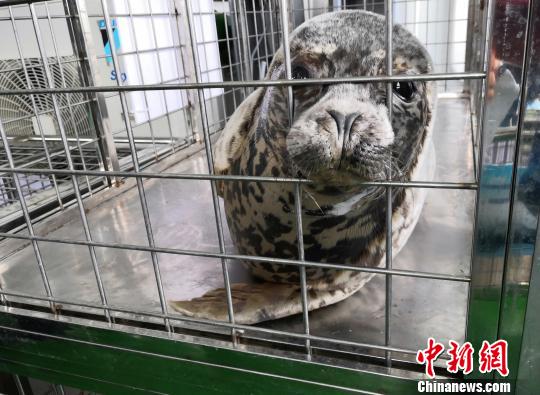 A spotted seal is to be released to the sea, April 11, 2019. (Photo/China News Service)