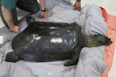 China's last female Yangtze giant softshell turtle. (Photo/CCTV Weibo)