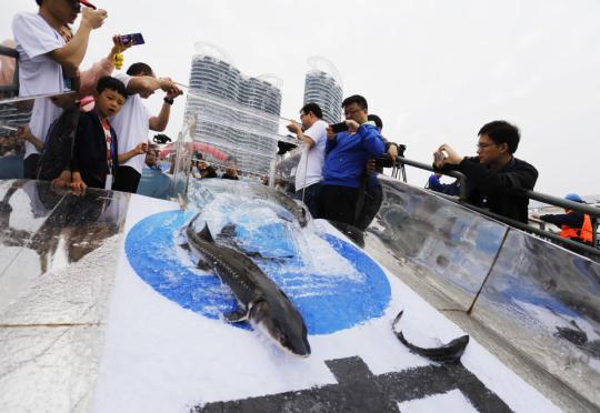 Rare Chinese sturgeons are released into the Yangtze River in Yichang, Hubei province, on Saturday. They are part of China's first batch of 700 such sturgeons trained for rewilding. (Photo for China Daily/Huang Yuyang)