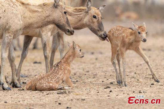 New Milu deer births for nature reserve