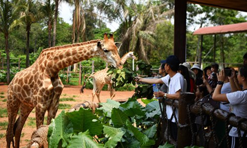 Giraffes at a zoo in South China's Hainan Province. (Photo/Xinhua)