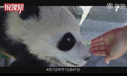 The visitor touches the panda cub. (Screenshot photo/Cover News)