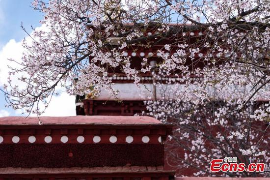 Scenery of peach blossoms in Tibet