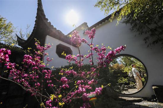 Spring scenery of Chinese Scholar's Garden in New York
