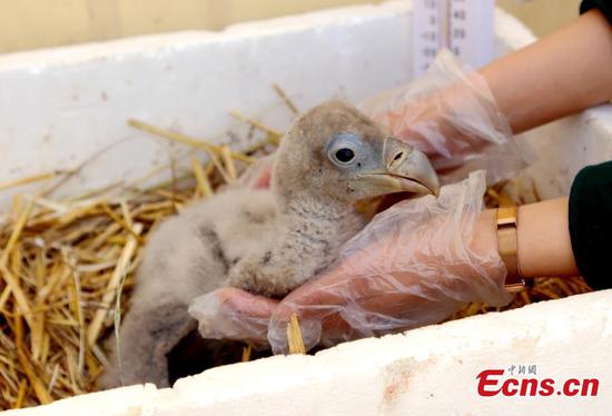 Qinghai zoo artificially incubates second Himalayan vulture
