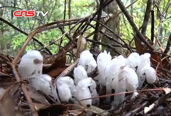 Ghost plants have been discovered for the first time in a national nature reserve in Guixi City of east China's Jiangxi Province. (Photo/Screenshot on CNSTV)