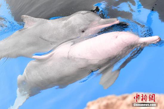 Authorities mark protection of Chinese white dolphins in Guangdong