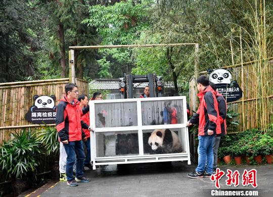 A pair of giant pandas Ru Yi and Ding Ding leaves Chengdu for Moscow on April 29. (Photo: China News Service/Li Chuanyou)