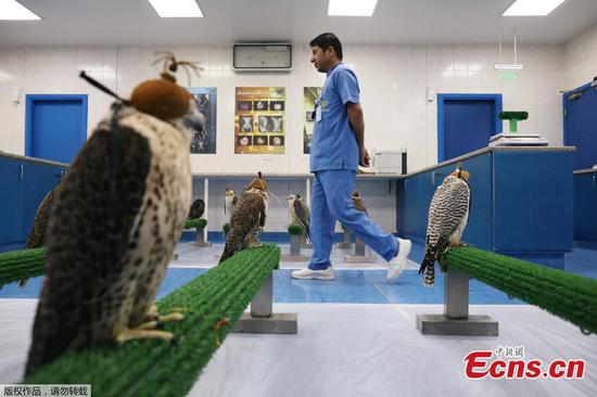 World's largest falcon hospital cares for Emirati heritage