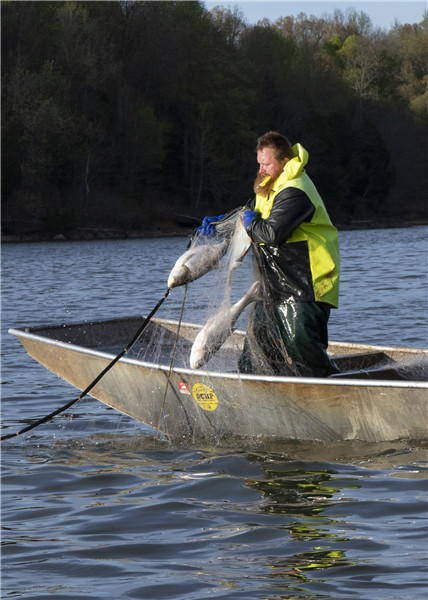James Berry lands a carp on Barkley Lake, Kentucky.(Photo provided to China Daily)