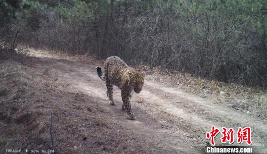 A leopard appears in a camera set up at the Ziwuling nature reserve. (Photo provided to China News Service)