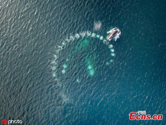 Stunning Humpback whales make bubbles of air to catch meals