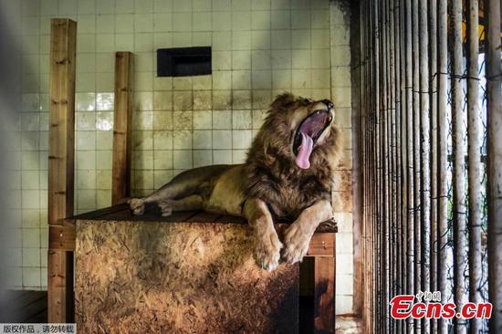 Three lions rescued in Albania sent to the Netherlands
