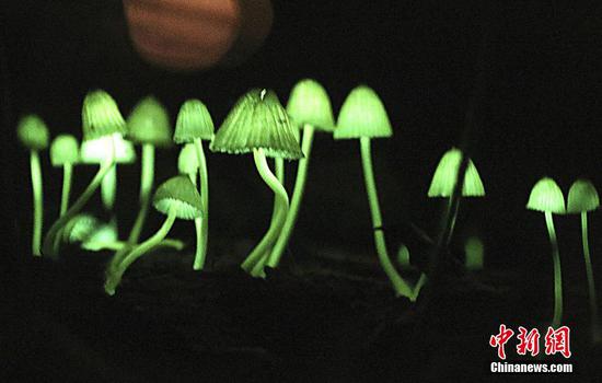 Luminescent mushrooms in Japanese forest