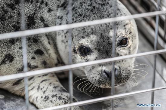 Photo taken on April 11, 2019 shows a spotted seal to be released back into the wild in Dalian, northeast China's Liaoning Province.  (Xinhua/Pan Yulong)