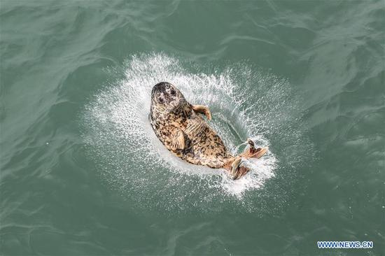 Rare seals released to sea in NE China