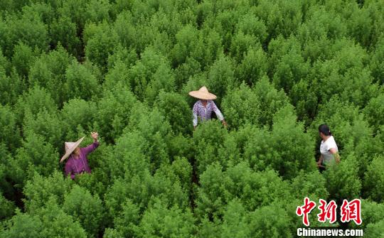 Famers take care of sweet wormwood in Guangxi. (File photo)