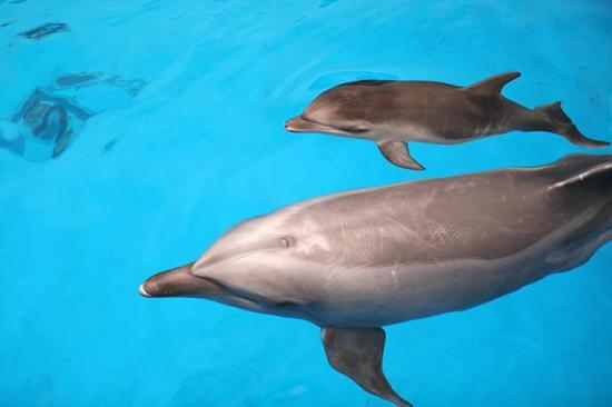 Dolphin calf 