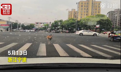 A kangaroo stands on the zebra crossing. (Screenshot photo/Btime)