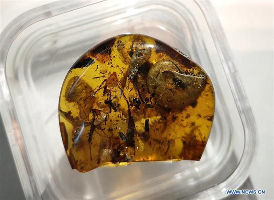 Chinese scientists identify rare amber encasing ancient sea animal