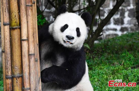 Giant pandas return to China after years in U.S.