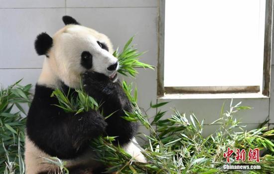 The giant panda Xiao Liwu (Photo/China News Service)