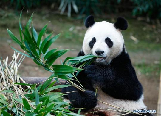Chinese female giant panda Ai Bao eats bamboos at the Panda World of Everland Resort in the city of Yongin, South Korea, on April 18, 2019. (Photo/Xinhua)