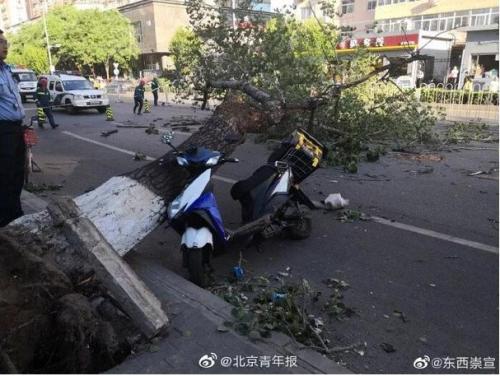 Strong wind uproots a tree which hits and kills a deliveryman in Beijing, May 19, 2019. (Photo/Beijing Youth Daily)