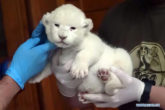 Doctors inspect a newborn white lion cub at the Szeged Zoo in Szeged, about 150 km south of Budapest, Hungary, on May 24, 2019. A rare white lion, which was born in the Szeged Zoo in South Hungary in May, made its first public appearance on Friday. The female lion cub has been named Sonja. (Xinhua/Attila Volgyi)