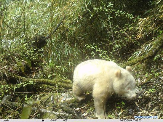Infrared camera image taken on April 20, 2019 shows an all-white giant panda in the Wolong National Nature Reserve in southwest China's Sichuan Province.  (Xinhua)