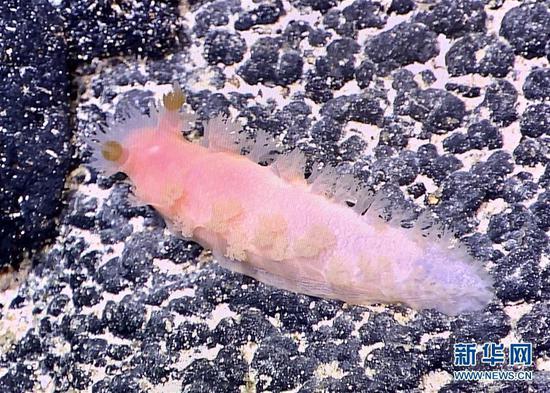 Research vessel finds marine organism in Mariana Trench