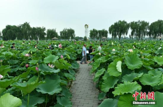 Lotus flowers bloom along Baiyangdian Lake in Xiongan New Area. (Photo/China News Service)